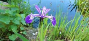 Sumpfschwertlilie, Iris versicolor