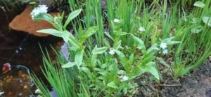 Sumpfvergissmeinnicht, Myosotis palustris