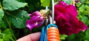 Verblühte Rosenblüte rausschneiden