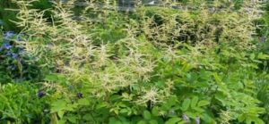 Wald Geißbart, Aruncus dioicus