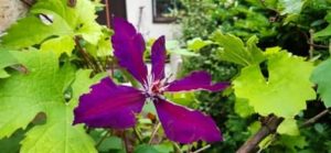 Waldrebe großblütig, Clematis spec.