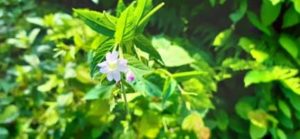 Weidenröschen, Epilobium spec.