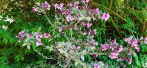 Weigelie, Weigela i.S.