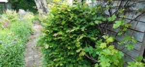 Weißbuche noch vor dem Schnitt Weißbuche, Carpinus betulus