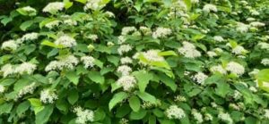 Weißer Hartriegel, Cornus alba