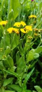 Wiesen Pippau, Crepis biennis