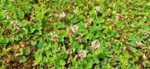 Wiesenklee, Trifolium pratense