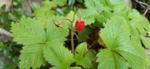 Schmecken sehr aromatisch, süß Wilde Erdbeere