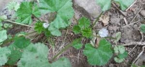 Wilde Malve, Malva sylvestris