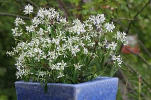 Langlebige Pflanze, die sogar im Haus überwintert werden kann Zauberschnee, Euphorbia Diamond Frost