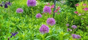 Zierlauch, Allium i.S.