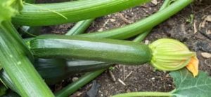 Zucchini Ernte