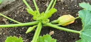 Zucchini bald erntereif Zucchini im Hochbeet