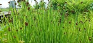 Zwergbinse, Juncus ensifolius
