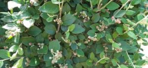 Zwergmispel, Cotoneaster spec.
