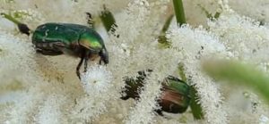 Rosenkäfer schillern smaragdgrün Rosenkäfer auf Geißbart