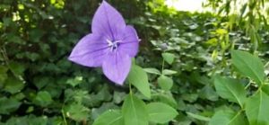 Ballonblume, Platycodon grandiflorus