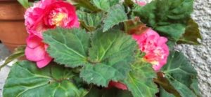 Begonie, Begonia tuberhybrida