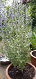 Blauraute, Perovskia abrotanoides