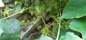 Dreispitziger Jungfernwein, Parthenocissus tricuspidata