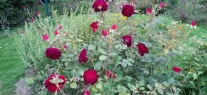 Englische Rose, Rosa `Munstead wood `