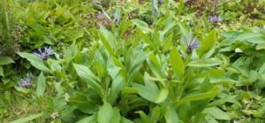 Flockenblume blüht 2. Mal