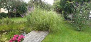 Goldleistengras, Spartina pectinata `Aureomarginata `
