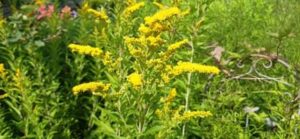 Goldrute, Solidago canadensis