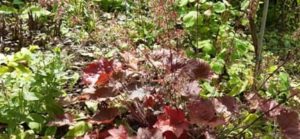 Purpurglöckchen, Heuchera spec