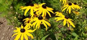 Sonnenhut, Rudbeckia fulgida