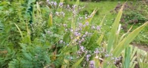 Strandflieder, Limonium latifolium