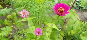 Zinie, Zinnia elegans