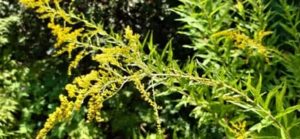 Die Goldrute sollte zurückgeschnitten werden, bevor sie Samen ausbildet Europäische Goldrute, Solidago virgaurea