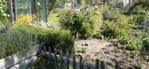 Im September ist schon einiges abgeerntet Garten Anfang September