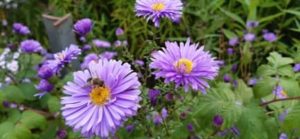 Die Mistbiene ist eine Schwebfliegenart Mistbiene, Eristalis tenax, auf Asterblüte