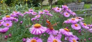 Astern gibt es in vielen Farben Raublattaster, Aster novae angliae `Alma Pötschke `