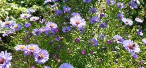 Astern sehen toll aus in der Vase Raublattaster, Aster novae angliae `Barr´s Blue `