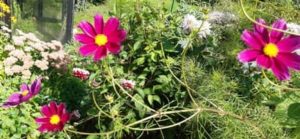 Schmuckkörbchen wird auch Cosmea genannt Schmuckkörbchen, Cosmos bipinnatus