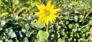Eine Sonnenblumenart ohne Kerne Sonnenblume, Helianthus annuus spec.