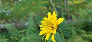 Der Topinambur verbreitet sich unterirdisch über Ausläufer Topinambur, Helianthus tuberosus