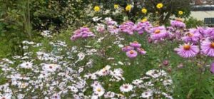 Immer wieder eine Blütenpracht bis in den Herbst Verschiedene Herbstastern und Topinambur