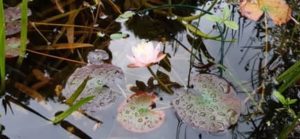 Die Seerose steht in einem Korb, damit sie nicht wuchert Zwergseerose, Nymphaea `Laydekeri Lilacea `