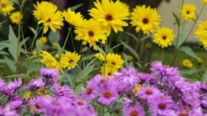 Blüte im Oktober