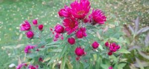 Raublattaster, Aster novae angliae spec.