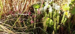 Sommerheide, Calluna vulgaris