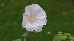Stockrose weiß, Alcea rosea
