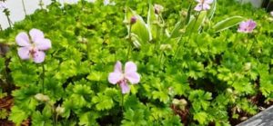 Dalmatinischer Storchschnabel, Geranium dalmaticum
