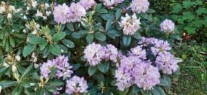 Rhododendron Gomer Waterer