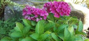 Hortensie Blüte rot