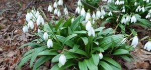 Bei den Schneeglöckchen, Galanthus spec., gibt es viele Arten